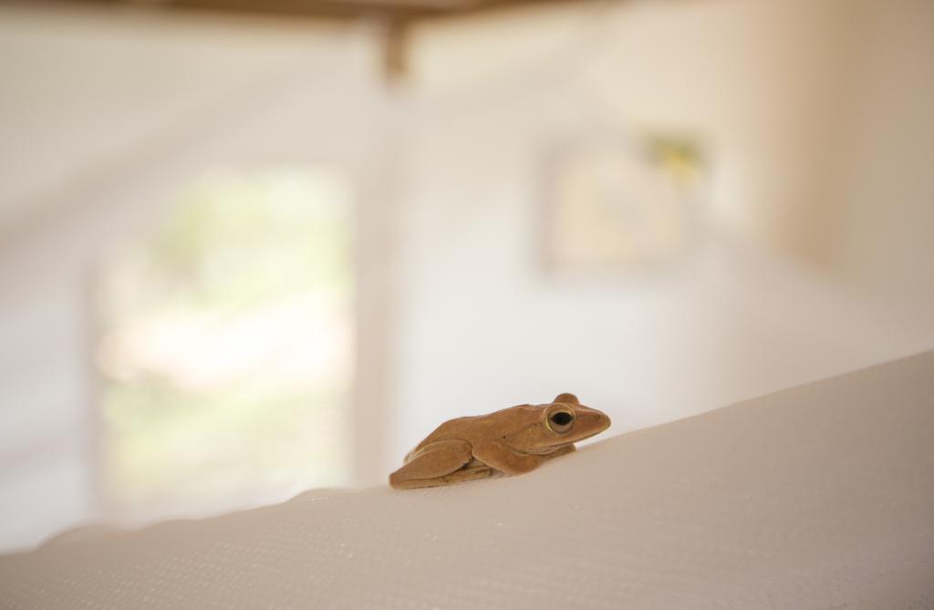 Champa Lodge Kampot Εξωτερικό φωτογραφία